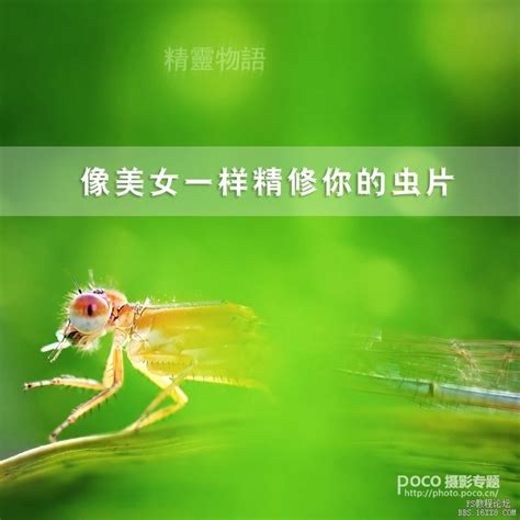 昆虫照片后期修饰教程 - 风景调色 - PS教程自学网