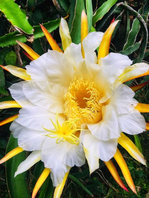 Flower of the Dragon | Smithsonian Photo Contest | Smithsonian Magazine