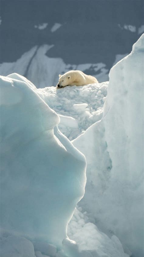 9 Animals Found In Snow-Covered Regions Around the World