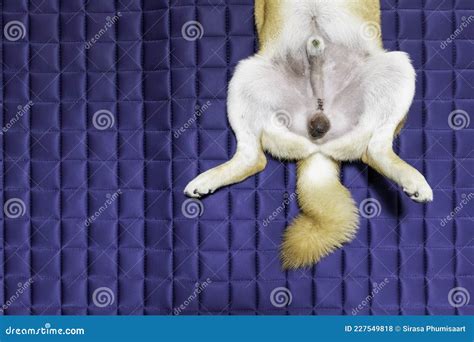 Neuter Wound after Surgery Castration Needed with Silk Sutures, Severe Testicular Trauma, Dog ...