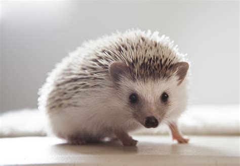 Are Hedgehogs Good Pets at Jackie Proctor blog