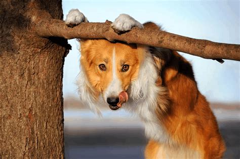 介绍狗狗的五种生活习性，分别有哪些特点 - 农敢网