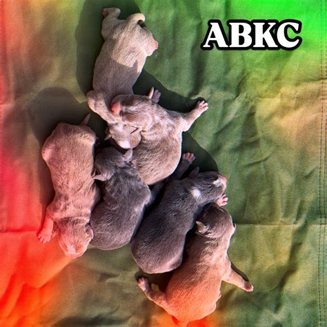 Therealshimarie Onlyfans