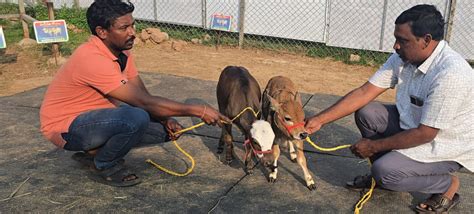 "Discover rare miniature cattle breeds like Micro Mini Cows, Punganur ...