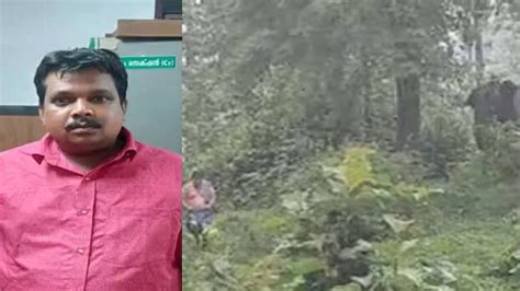 TN native remanded for 14 days by court for feeding wild elephants ...