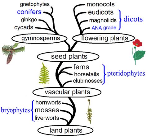 Plant Classifications Explained 的图像结果