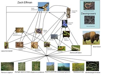 Grassland 的图像结果