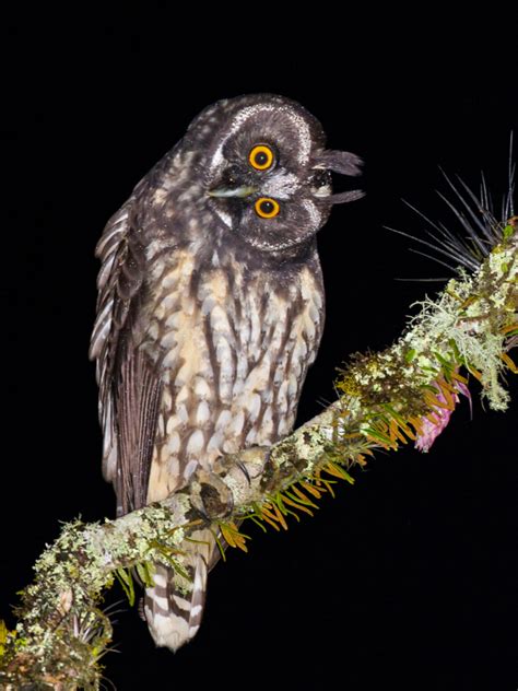 An owl of the devil? All about the Stygian owl | Times of India