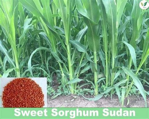 Fodder Seeds - Hybrid Napier Grass CO5 Root slips or Stem Cuttings ...