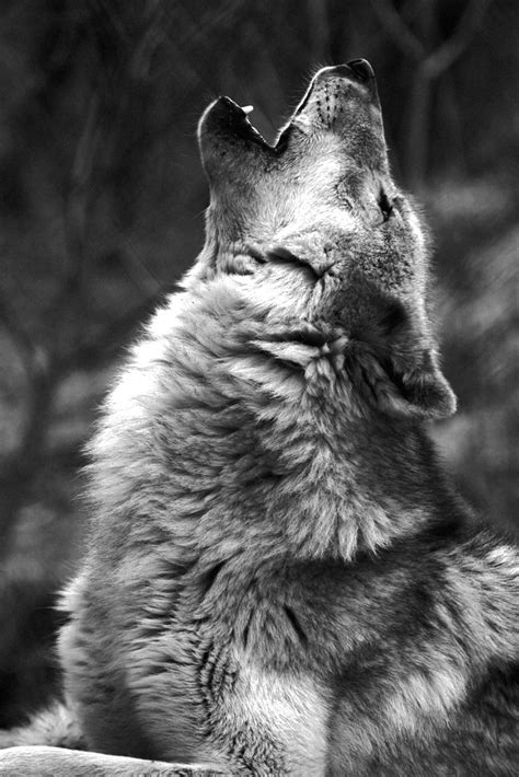 Wolves Howling Dead 的图像结果