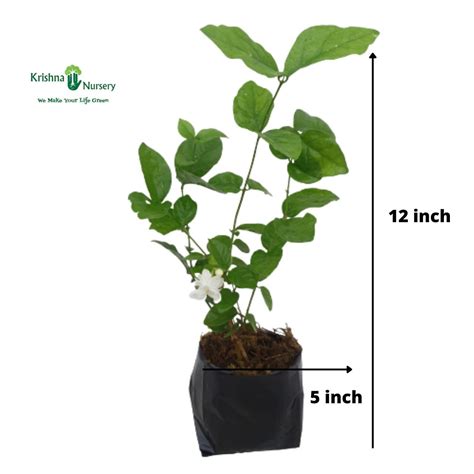 Rhoeo Plant (Tradescantia Spathacea)