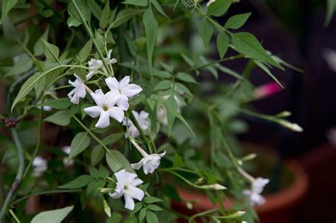 Jasmine Flower Plant
