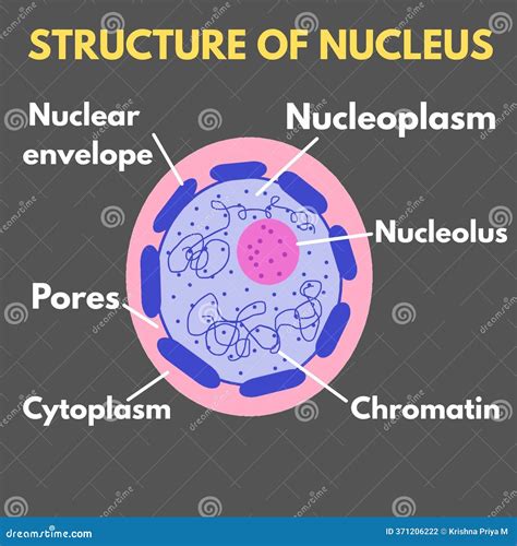 Nucleus Structure Drawing File:Diagram Human Cell Nucleus No Text.png