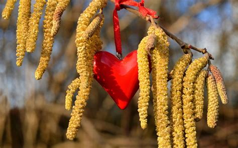 Image result for Spring Fever