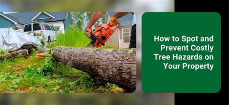 How to Spot and Prevent Costly Tree Hazards on Your Property
