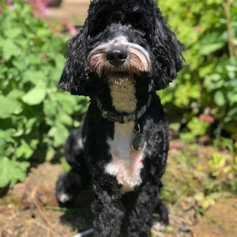 Image result for Cockapoo Haircut Styles