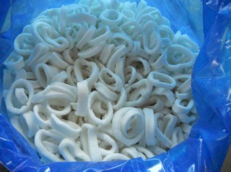 Cephalopods | Squids | Octopus