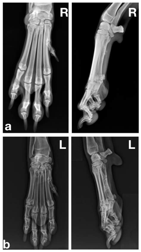 Common Digital Extensor Tendon Injury in Three Sporting Dogs
