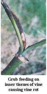 Pests | KAU Agri-Infotech Portal