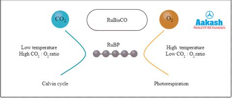 Photorespiration: Definition, Factors & Advantages | AESL