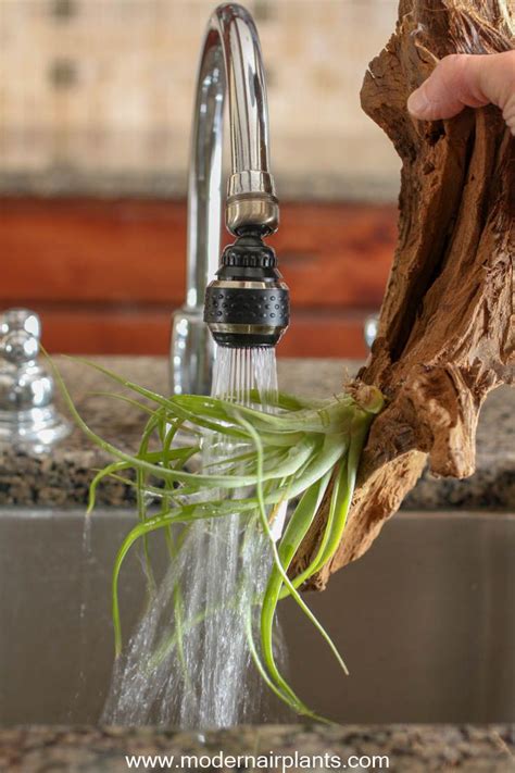 How to Properly Water Air Plants 的图像结果