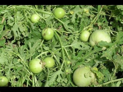 उन्हाळ्यात लावा ढेमसे आणि कमी वेळात कमवा उत्तम नफा