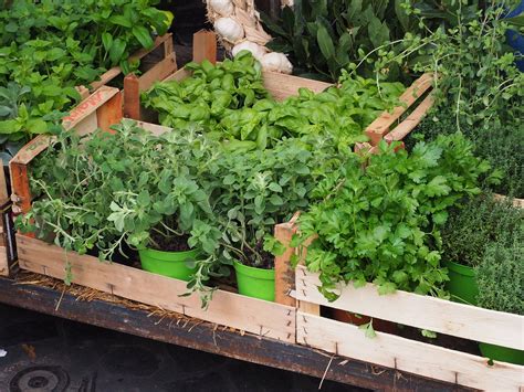 Easiest Herbs To Grow In Full Sun at Evan Bennett blog
