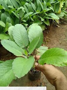 ADANNAYA Bryophyllum Pinnatum/Patharchatta Plant Price in India - Buy ...
