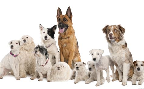 Pack of dogs on a white background wallpaper | animals | Wallpaper Better
