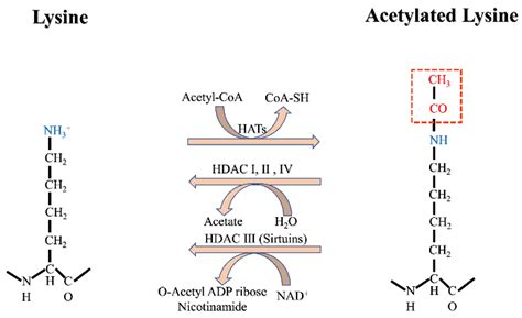 Acetylation | Encyclopedia MDPI