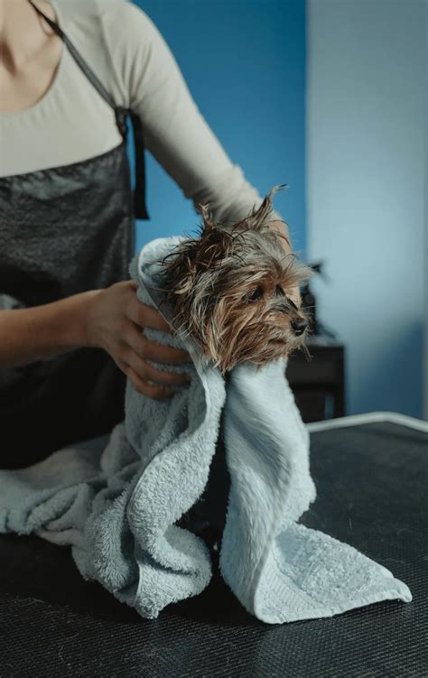 Mobile Pet Grooming Insurance | Costa Mesa California Insurance Agency