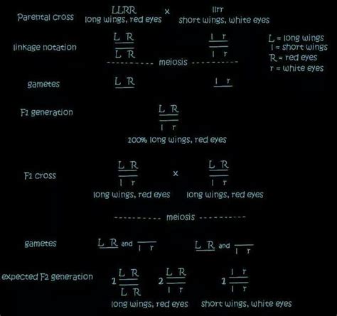 What is phenotypic and genotypic ratio of dihybrid cross of completely ...
