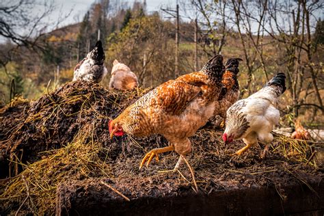Chicken Poop Fertilizer for the Garden - Backyard Poultry