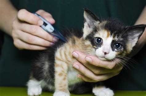 How To Check Fever Of Cat at Eldon Berthold blog