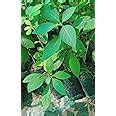 Zixam - Gurmar/Gudmar Live madhunashini Plant | Gymnema sylvestre Tree ...