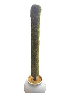 Mosh Stick (4 Feet, 4) : Amazon.in: Garden & Outdoors