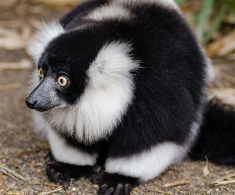 Image result for SQL Profile