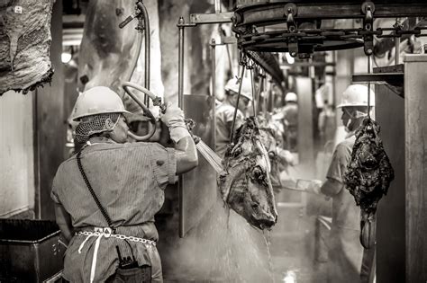 Image result for Beef Processing Process