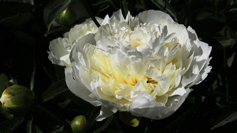 Wallpaper peony, flower, white, macro, petals hd, picture, image