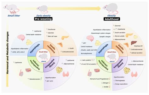 Litter Size Reduction as a Model of Overfeeding during Lactation and ...