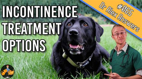 incontinence treatment dogs