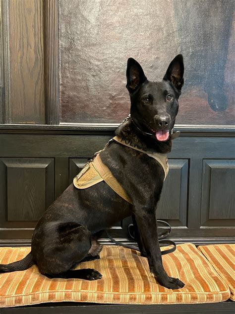 10th Annual K9 Fundraiser, Calcium Fire Department, 10 May 2025 | AllEvents