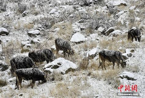 新疆伊犁牧民冒风雪转场[组图]_图片中国_中国网