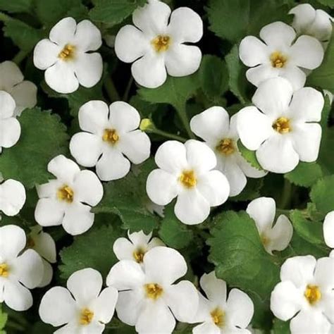 Heirloom Non-GMO White Bacopa Plant Seeds for Trailing Garden and ...