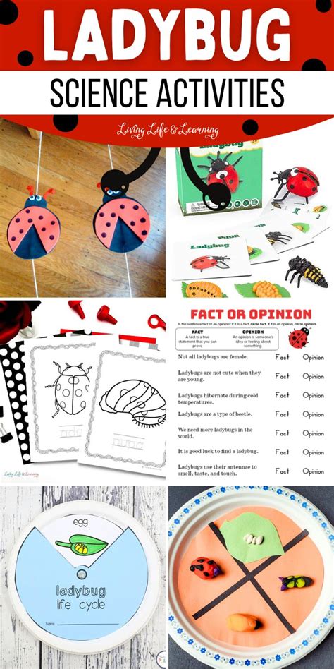 Image result for Ladybug Science