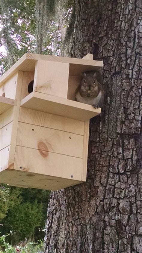 Squirrel Houses How To Build at Janet Simmons blog