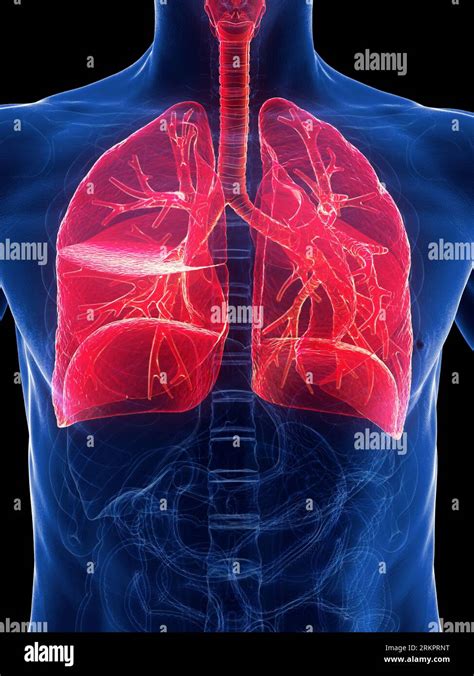 Image result for Lung Segmentation Using CNN