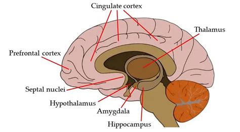Cingulate cortex Disorders 的图像结果