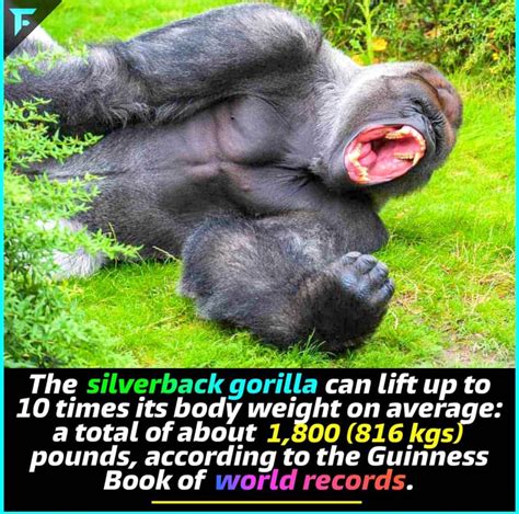 Silverback Gorilla Lifting Weights