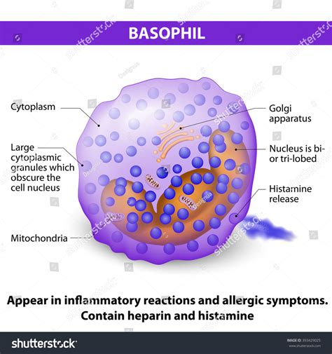 Basophils Produce Histamine at Alejandra Henning blog